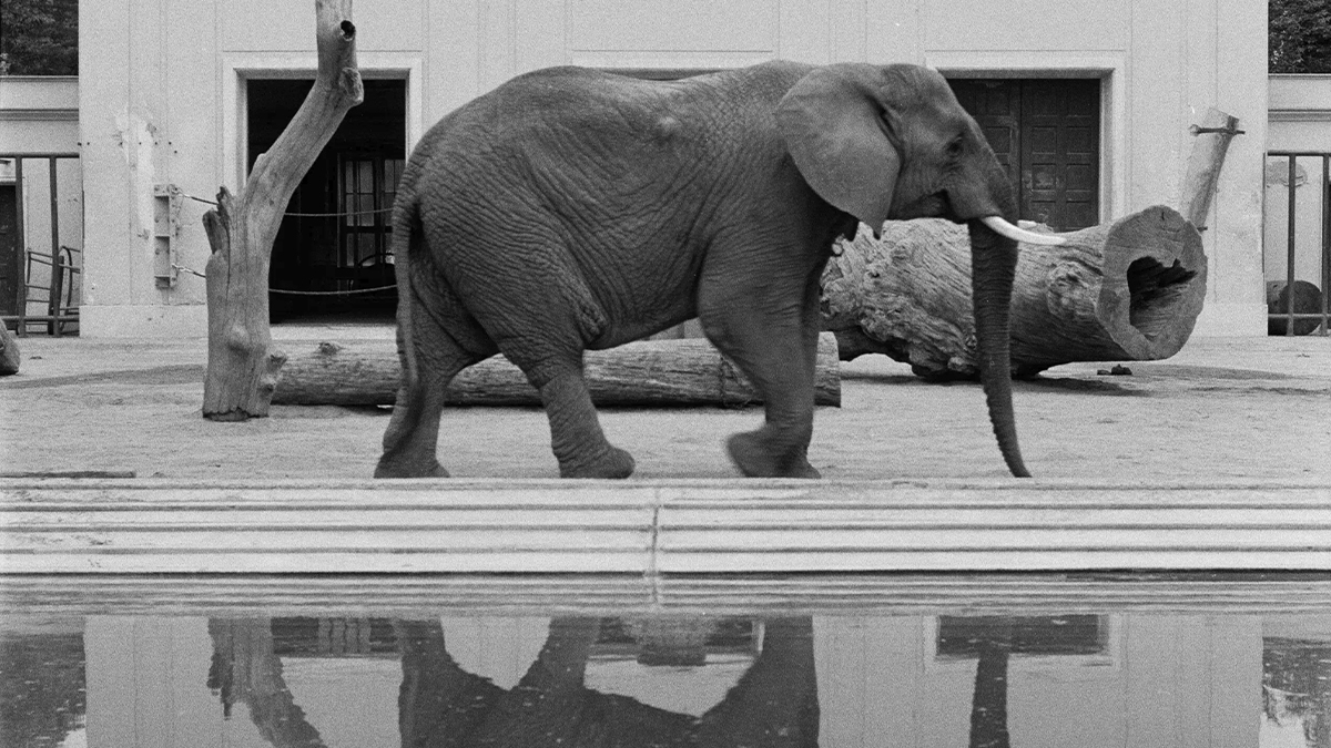 Structures and Meaning: The Films of Karl Kels